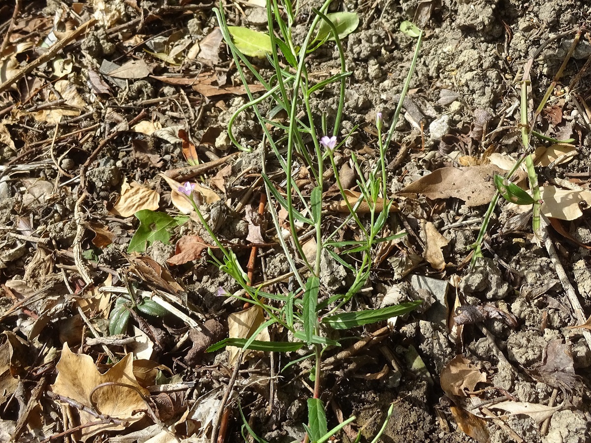 Epilobium tetragonum subsp. tetragonum (Onagraceae)